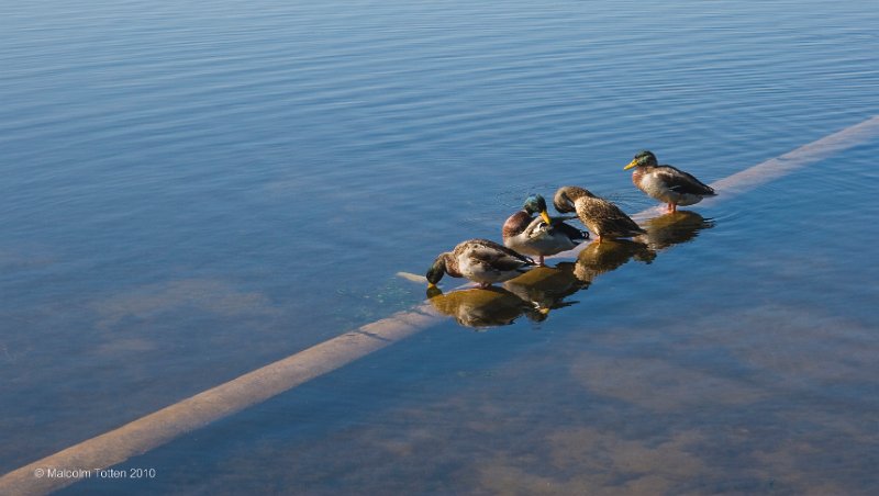 Ducks in a row.jpg